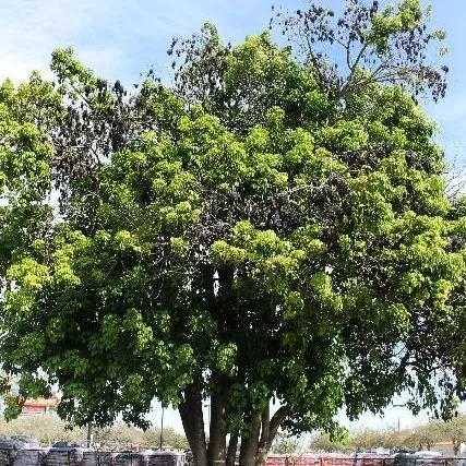 thumbnail for publication: Bischofia javanica: Bishopwood